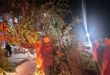 Pohon Tumbang Sempat Tutup Separuh Jalan Raya Kawedanan-Magetan