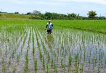 DKPP Ngawi Ajukan Ribuan Ton Pupuk Bersubsidi untuk Petani