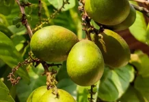 Mengenal Matoa, Buah Khas Papua dengan Beragam Manfaatnya bagi Kesehatan