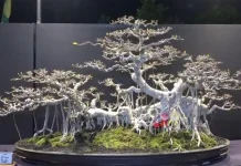 Pecinta Bonsai Nikmati Ratusan Koleksi di Madiun Nyawiji Bonsai Festival 2026