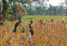 Prajurit TNI Bantu Warga Panen Jagung di tengah TMMD