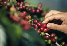 Optimalisasi Fungsi Lahan Hutan, Melalui Budidaya Kopi di Bawah Tanaman Tegakan