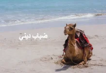 Clever Moose Rilis Single nuansa Arabian Groove Disco Bertajuk "Dhabab Dhini"