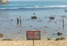 Ancaman Ubur-ubur di Pantai Selatan, Disparbupora Pacitan Ingatkan Wisatawan