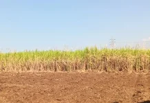 Biaya Produksi Melonjak, Petani Tebu Magetan Tertekan pada Musim Giling 2026
