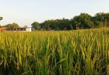 Kebutuhan Pupuk Petani Magetan Belum Terpenuhi, Pemkab Ajukan Tambahan Kuota