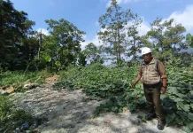 Perhutani Kembalikan Bekas TPA Liar Sarangan Menjadi Kawasan Hutan