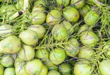 Air Kelapa, Minuman Alami dengan Beragam Manfaat bagi Kesehatan