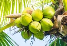 Air Kelapa Muda Bisa Menetralkan Racun? Simak Penjelasan Ilmiahnya