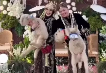 Unik, Pengantin Pria Beri Domba Merino sebagai Seserahan