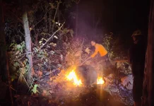 Kebakaran 5 Hektare Hutan di Magetan Diduga Dipicu Pembukaan Lahan