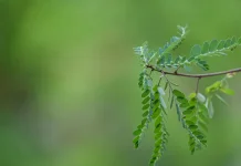 Manfaat Daun Kelor, Si Hijau Kaya Nutrisi