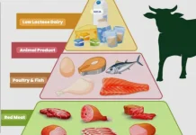 Amankah Diet Karnivora?