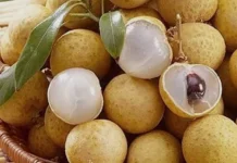 Kandungan Buah Kelengkeng Bisa Cegah Anemia dan Baik untuk Kesehatan Ibu Hamil