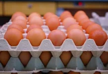 Tindaklanjuti SE BGN, SPPG Magetan Akan Serap 14 Ton Telur Lokal per Pekan