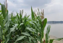 Tantangan Petani Waduk Pondok: Manfaatkan Air Surut, Untung Rugi Tanggung Sendiri