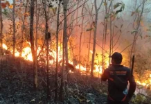 Kebakaran Hutan Rakyat di Giripurno Magetan Meluas, 5 Hektare Terbakar