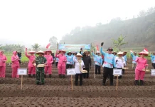 Tanam 20 Hektare Bawang Putih, Magetan Kejar Swasembada Nasional
