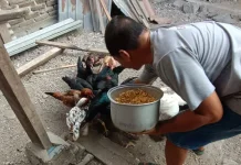 Ricard Kembangkan Ternak Ayam Kampung Tuk Ketahanan Pangan Lokal