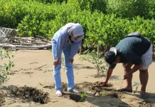 Watumejo Mangrove Park Pacitan Ajak Wisatawan Menanam Mangrove