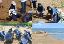 Berburu Spot Foto di Watumejo Mangrove Park Pacitan Sembari Jaga Lingkungan