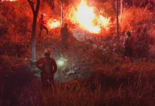 Kawasan Hutan di Desa Truneng Ponorogo Terbakar