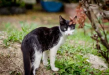 Ini Cara Mencegah Kucing Buang Kotoran di Halaman Rumah yang Aman