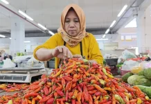 Harga Cabai Rawit di Ponorogo Naik, Tembus Rp70 Ribu