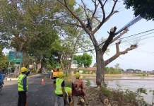 DLH Ponorogo Pangkas Pohon Mati Diduga akibat Dibakar