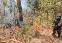 Petak 50A1 Lereng Lawu Terbakar, Petugas Buat Ilaran Cegah Api Merembet