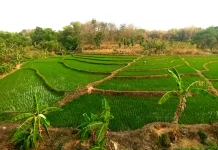 Bapanas Dorong Petani Madiun Raya Dongkrak Produksi Padi