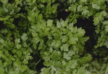 Mengapa Daun Ketumbar Sering Digunakan dalam Masakan?