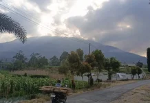 Api di Petak 50A1 Lawu Padam, Kebakaran Baru Hanguskan 8 Hektare di Getasanyar