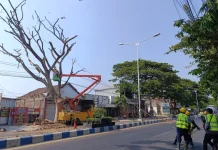 Pohon di Ponorogo Sengaja Dimatikan, Petugas Lakukan Pemangkasan
