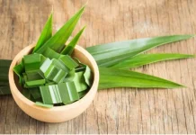 Rahasia Herbal Daun Pandan: Aroma Wangi yang Menyimpan Segudang Khasiat