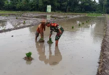 Babinsa Sewulan Dampingi Petani Tanam Padi, Jaga Asa Panen di Musim Tanam