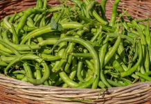 Kandungan Antioksidan Buncis, Ada Polifenol dan Flavonoid