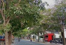 Disperkim Kota Madiun Siapkan 2.500 Bibit Tabebuya untuk Penghijauan