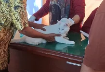 Cegah Rabies, Dinas Ketahanan Pangan dan Pertanian Pacitan Gelar Vaksinasi Gratis