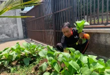 Masa Panen Sawi: Produktivitas Lahan Griya Abhipraya Bapas Madiun
