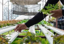 Menguatkan Ketahanan Pangan Kota Madiun lewat Inovasi Urban Farming