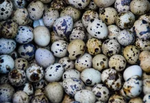 Cara Mengenali Telur Puyuh yang Baik dan Segar