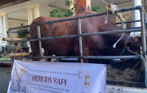 Bantuan Hewan Kurban Presiden dari APBN