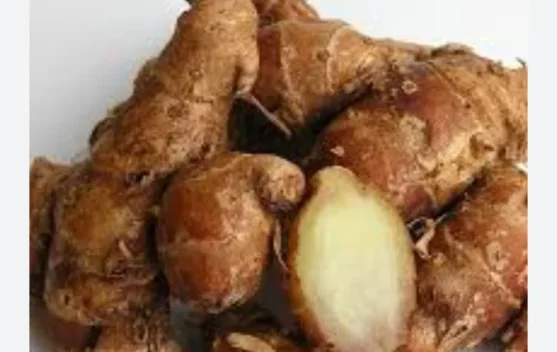 Kencur, Rimpang Aromatik Penuh Khasiat Penjaga Ketahanan Tubuh