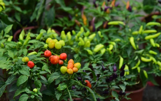 Kangkung hingga Cabai, Tanaman yang Direkomendasikan untuk Urban Farming Pemula