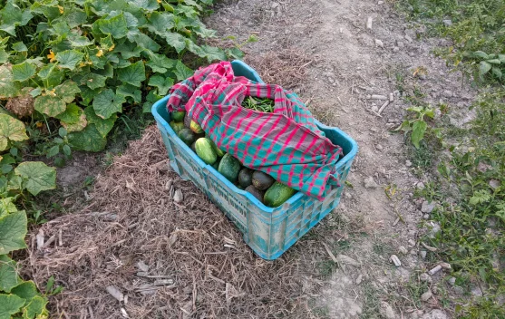 Urban Farming Tak Harus Hidroponik, Media Tanah Dinilai Lebih Hemat dan Mudah