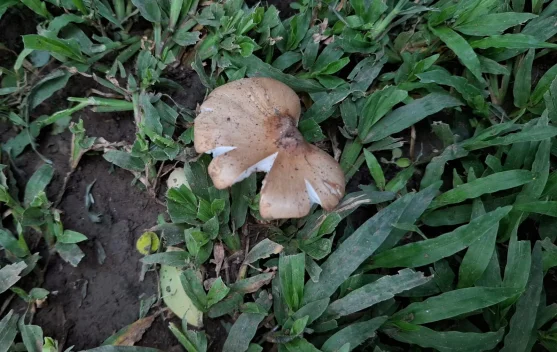 Jamur Barat Muncul usai Hujan, Benarkah Tidak Bisa Dibudidayakan?