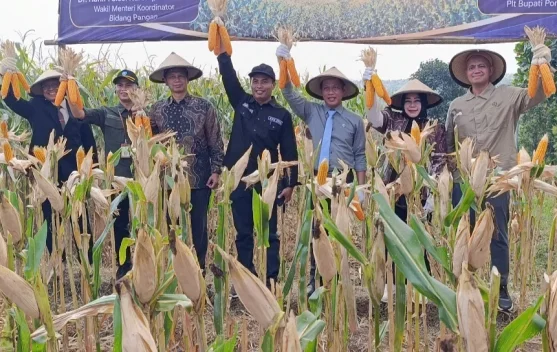 Panen Jagung di Ponorogo, Hanif Faisol Ajak Petani Wujudkan Swasembada Pangan