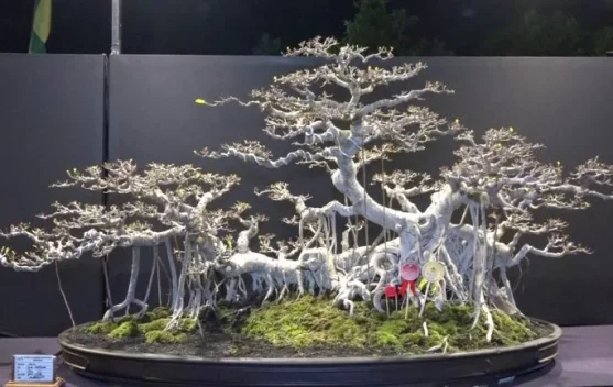Pecinta Bonsai Nikmati Ratusan Koleksi di Madiun Nyawiji Bonsai Festival 2026