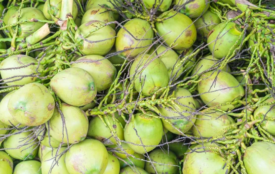 Air Kelapa, Minuman Alami dengan Beragam Manfaat bagi Kesehatan
